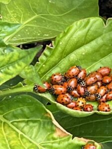 Ladybugs sitting on a leaf