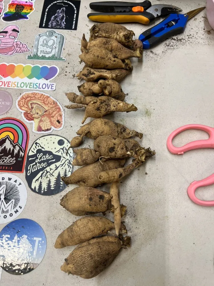 Dahila tubers on a table