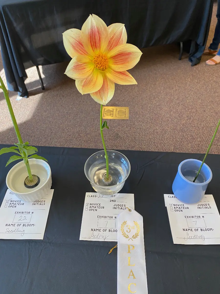 Dahlia Flower from Dahlia Show 2025