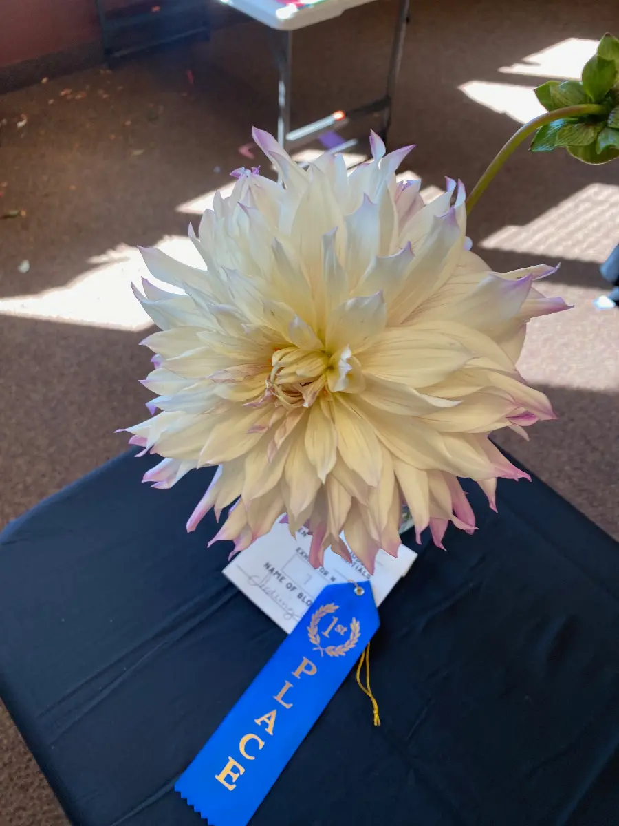 Dahlia Flower from Dahlia Show 2025