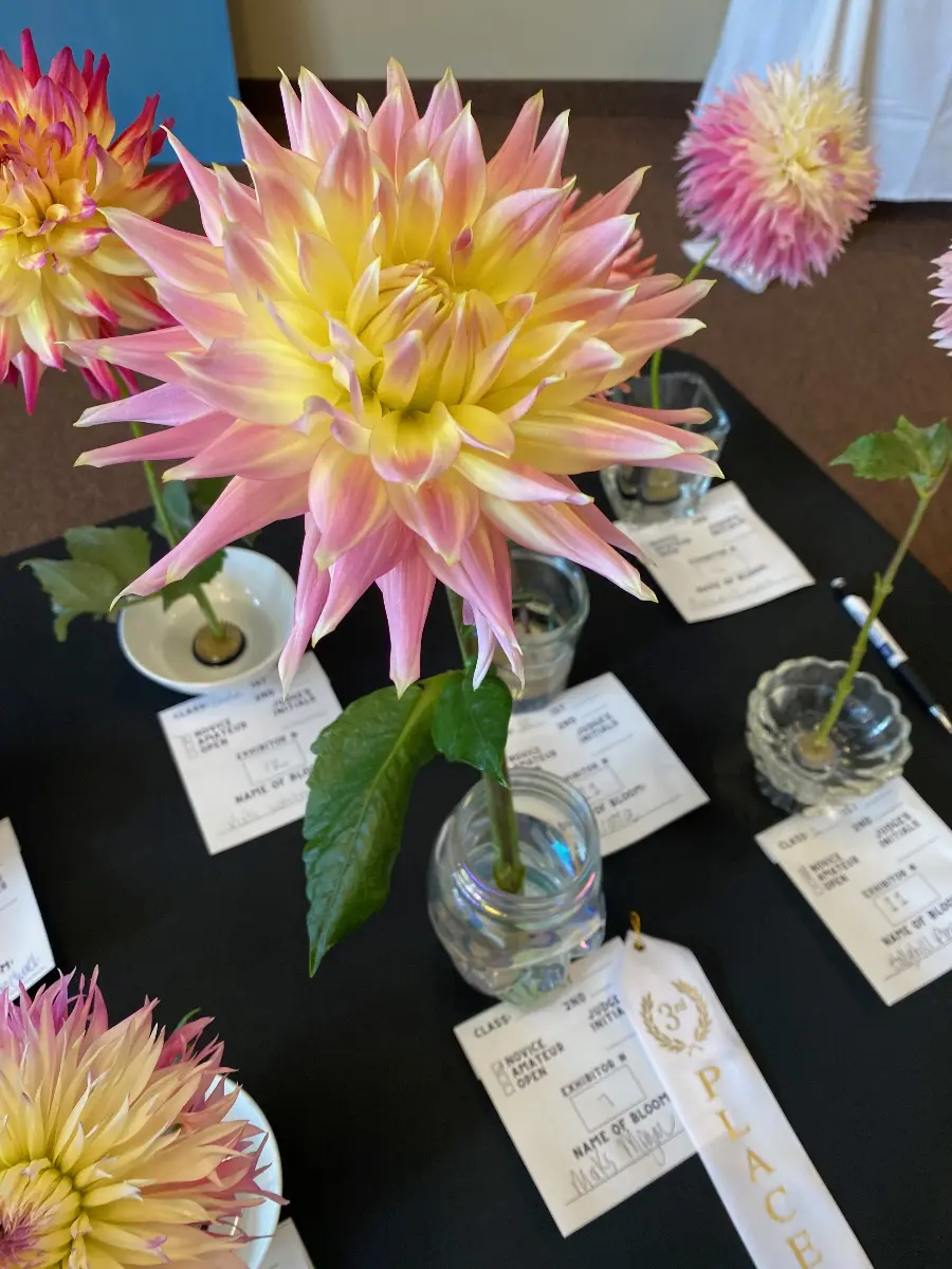 Dahlia Flower from Dahlia Show 2025